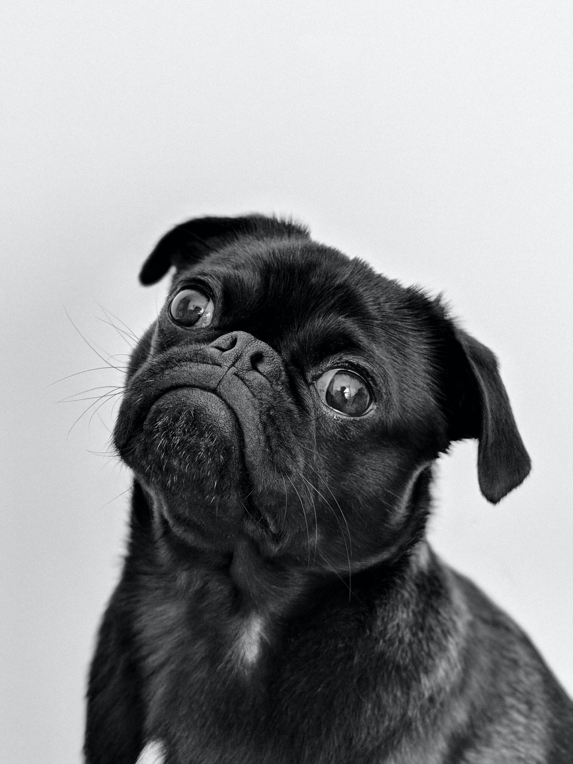 black pug puppy