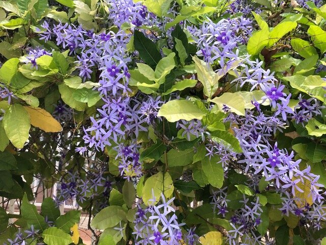 purple flowers