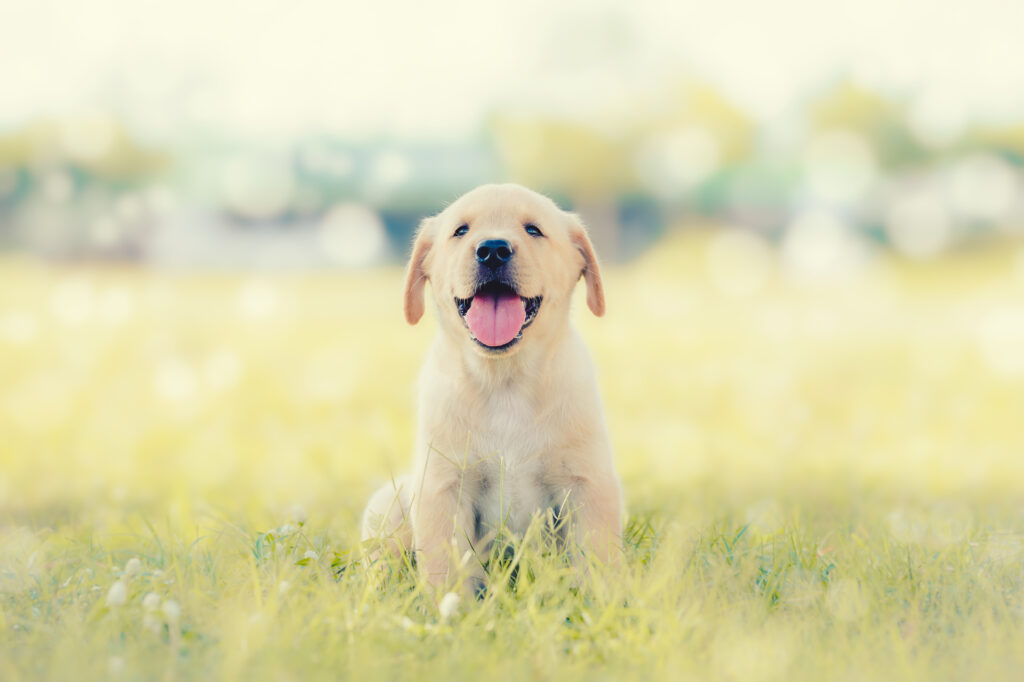 Dog in field. Labrador retriever puppy in field. Puppy lovely. Male dog in park. Dog Tongue. Dog from Thailand. Single dog. Dog sitting on the grass. smiling dog. Photo Dog at center. Happy Dog.