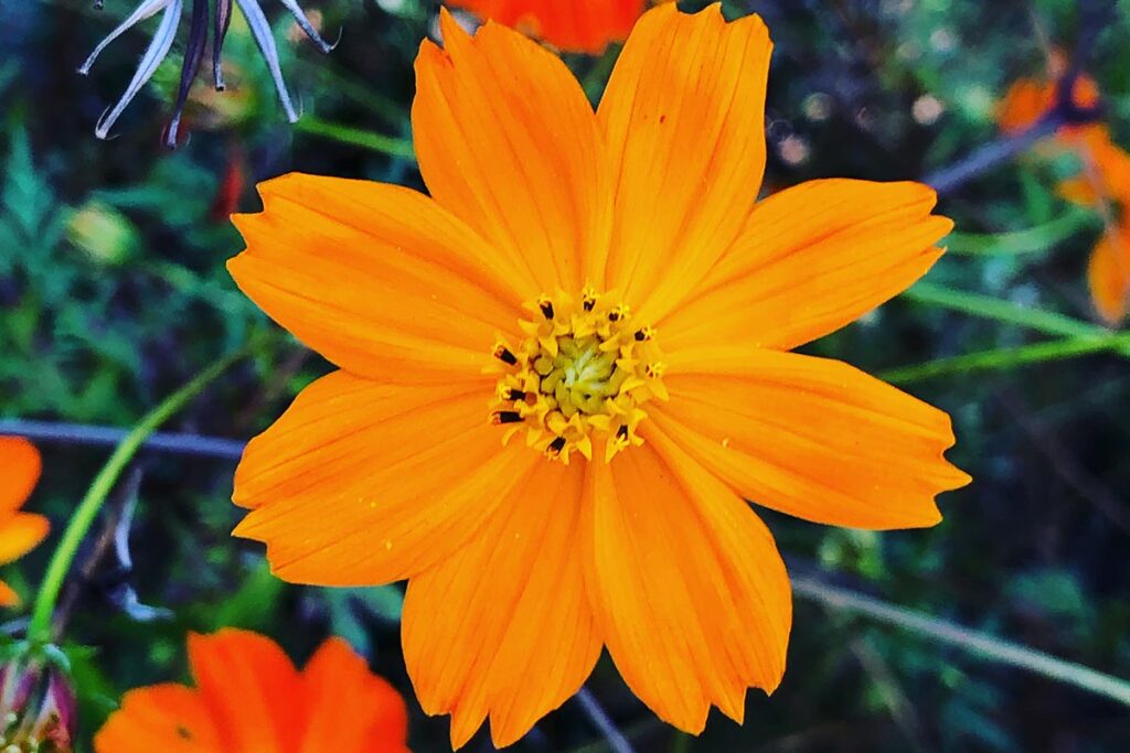 Orange flower