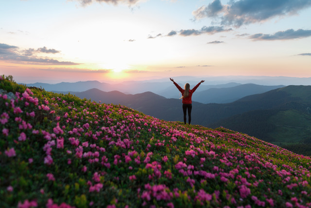 Woman standing with hands up achieving the top. Girl welcomes a sun. Successful woman hiker open arms on sunrise mountain top. Magic pink rhododendron flowers on summer mountains